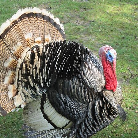 B&B De Turffabriek Griendtsveen Dış mekan fotoğraf
